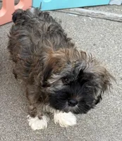 George, a male Havanese for sale in Danville, CA – Photo 2 of 8