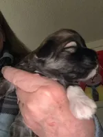 George, a male Havanese for sale in Danville, CA – Photo 8 of 8