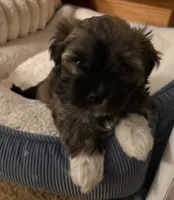 George, a male Havanese for sale in Danville, CA – Photo 4 of 8