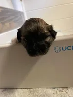 George, a male Havanese for sale in Danville, CA – Photo 7 of 8