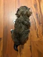 George, a male Havanese for sale in Danville, CA – Photo 5 of 8