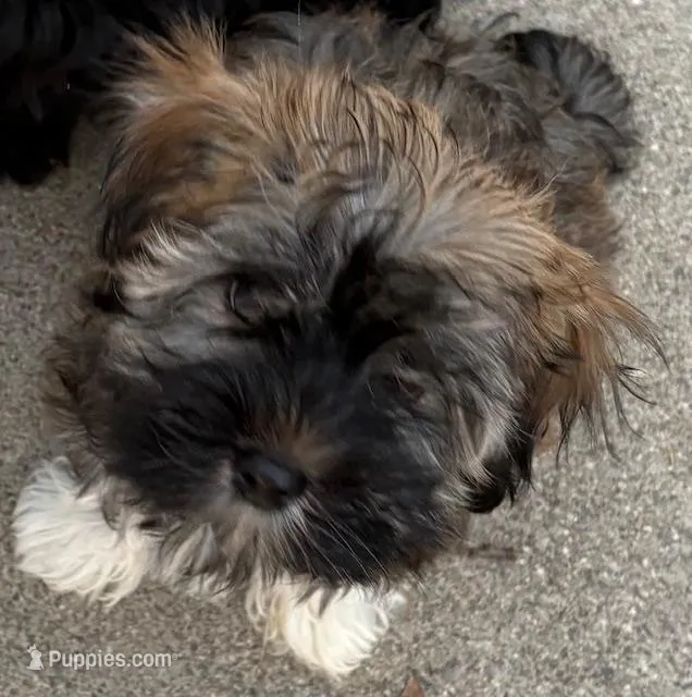 George – Havanese puppy for sale in Danville, CA