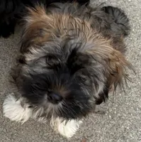 George, a male Havanese for sale in Danville, CA – Photo 1 of 8