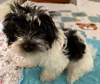 Rin Rin , a female Havanese for sale in Danville, CA – 5 of 6