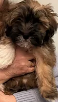 Pharaoh, a male Havanese for sale in Danville, CA – 5 of 8