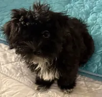 Bee Bee , a female Havanese for sale in Danville, CA – 2 of 9