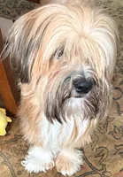 Pharaoh, a male Havanese for sale in Danville, CA – 2 of 8