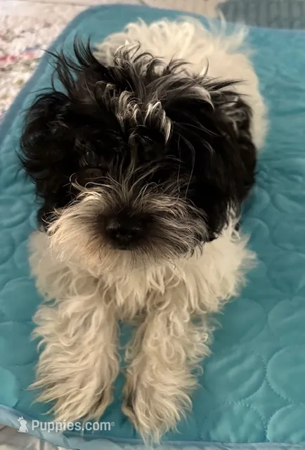 Wren Wren  – Havanese puppy for sale in Danville, CA