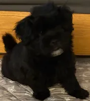 Loki, a male Havanese for sale in Danville, CA – 2 of 4