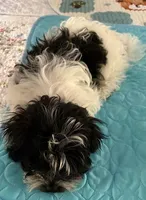 Rin Rin , a female Havanese for sale in Danville, CA – 3 of 6