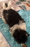 Deuce , a male Havanese for sale in Danville, CA – 6 of 8