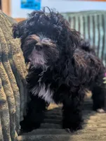 Hoolijin, a male Havanese for sale in Danville, CA – 3 of 3