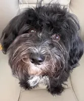Hoolijin aka Bear , a male Havanese for sale in Danville, CA – 4 of 4