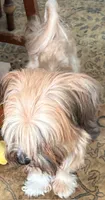 Pharaoh, a male Havanese for sale in Danville, CA – 3 of 8