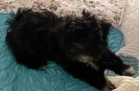 Bee Bee , a female Havanese for sale in Danville, CA – 7 of 9