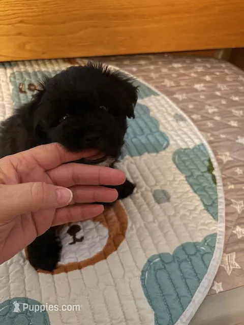 Loki – Havanese puppy for sale in Danville, CA