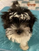 Ten Ten , a female Havanese for sale in Danville, CA – 3 of 5