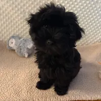 Sweet Pea aka Vera, a female Havanese for sale in Danville, CA – Photo 7 of 8