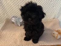 Sweet Pea aka Vera, a female Havanese for sale in Danville, CA – Photo 7 of 7