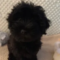 Sweet Pea aka Vera, a female Havanese for sale in Danville, CA – Photo 2 of 8