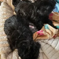 Sweet Pea aka Vera, a female Havanese for sale in Danville, CA – Photo 4 of 8