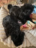 Sweet Pea aka Vera, a female Havanese for sale in Danville, CA – Photo 4 of 7