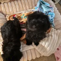 Sweet Pea aka Vera, a female Havanese for sale in Danville, CA – Photo 3 of 8