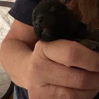 Sweet Pea aka Vera, a female Havanese for sale in Danville, CA – Photo 5 of 8