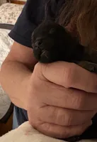 Sweet Pea aka Vera, a female Havanese for sale in Danville, CA – Photo 5 of 7