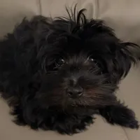 Sweet Pea aka Vera, a female Havanese for sale in Danville, CA – Photo 1 of 8