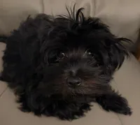 Sweet Pea aka Vera, a female Havanese for sale in Danville, CA – Photo 1 of 7