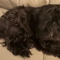 Sweet Pea aka Vera, a female Havanese for sale in Danville, CA – Photo 6 of 8