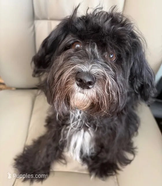 Hoolijin aka Bear  – Havanese puppy for sale in Danville, CA