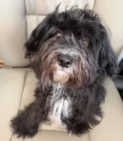 Hoolijin aka Bear , a male Havanese for sale in Danville, CA – 1 of 4