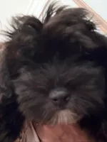 Loki, a male Havanese for sale in Danville, CA – 6 of 6