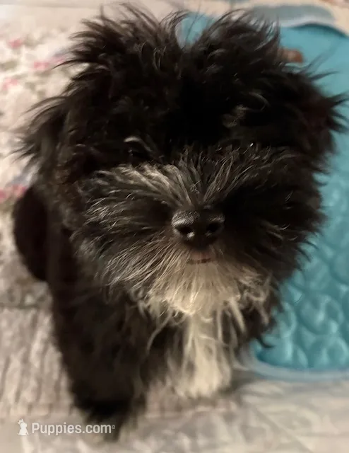 Bee Bee  – Havanese puppy for sale in Danville, CA