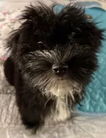 Bee Bee , a female Havanese for sale in Danville, CA – 1 of 9