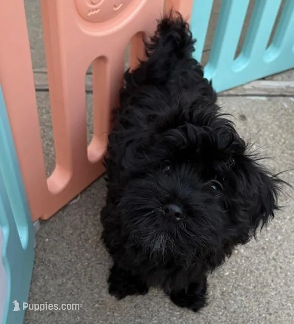 Pete – Havanese puppy for sale in Danville, CA