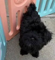 Pete, a male Havanese for sale in Danville, CA – Photo 1 of 4