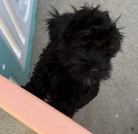 Pete, a male Havanese for sale in Danville, CA – Photo 4 of 4