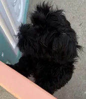 Pete, a male Havanese for sale in Danville, CA – Photo 3 of 4