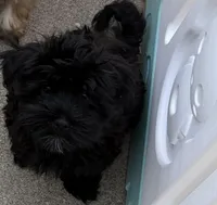 Pete, a male Havanese for sale in Danville, CA – Photo 2 of 4