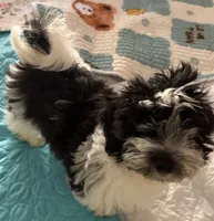 Deuce , a male Havanese for sale in Danville, CA – 5 of 8
