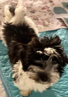 Deuce , a male Havanese for sale in Danville, CA – 4 of 8