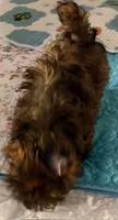 Tan Tan, a male Havanese for sale in Danville, CA – 2 of 9