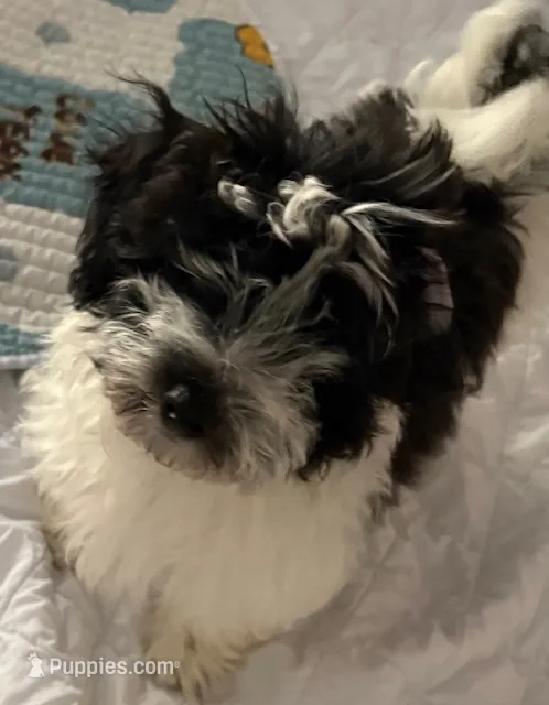 Deuce  – Havanese puppy for sale in Danville, CA
