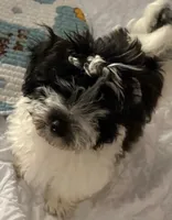 Deuce , a male Havanese for sale in Danville, CA – 1 of 8