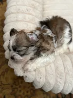 Ling Ling , a female Havanese for sale in Danville, CA – 3 of 3