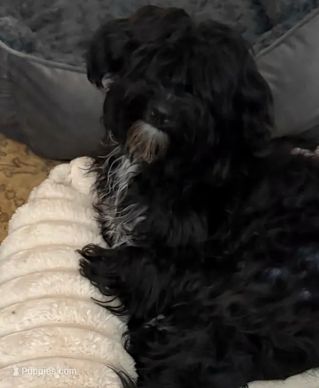 Pauley – Havanese puppy for sale in Danville, CA