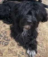 Pauley, a male Havanese for sale in Danville, CA – 3 of 10